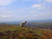Sheep and lamb on Dartmoor above Merrivale